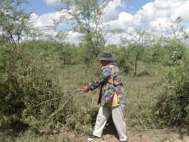 Mujeres como forestadoras demostradoras