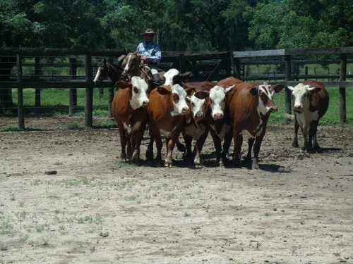 Etapa práctica con los animales en los corrales