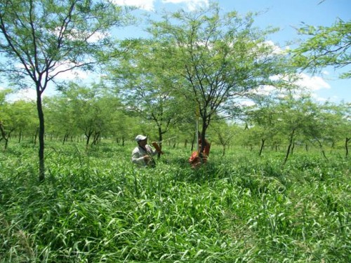 Joven plantación de algarrobo con poda sistemática baja y pastura