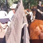 Vacunación antiaftosa en la Granja de Adaptación de la UNaF