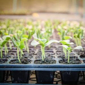 Brindan detalles del proyecto del Vivero Universitario