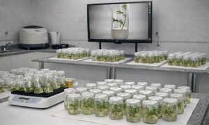 La UNaF impulsa proyectos de biotecnología  aplicada al enriquecimiento forestal