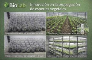BioLab UNaF: El epicentro biotecnológico que lidera la restauración de los bosques nativos